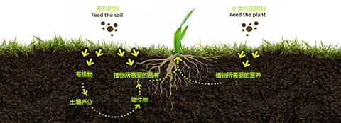 有机肥百科_有机肥料和化学合成肥料之间的区别