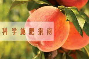 秋季桃树施肥注意事项！