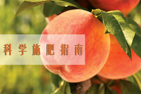 桃树施肥_桃树有机肥_果树的施肥
