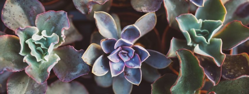 冬天植物如何护理
