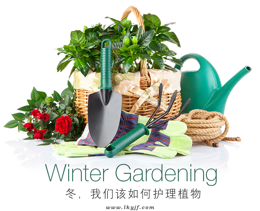 冬天植物如何护理
