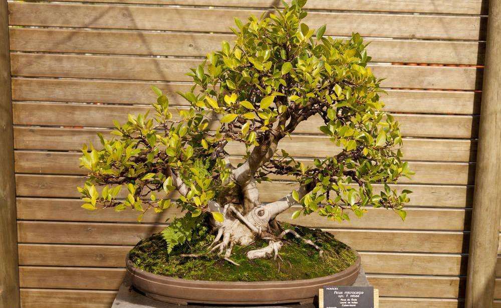 成都绿康有机肥园艺_小型榕属植物_7 种最好的室内植物