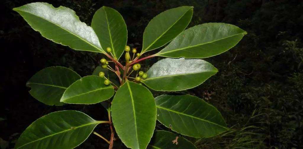 成都绿康有机肥园艺_橡胶植物