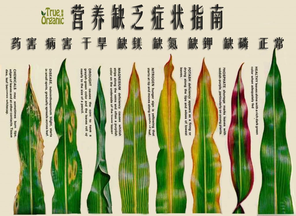 植物元素缺乏和过量叶面症状