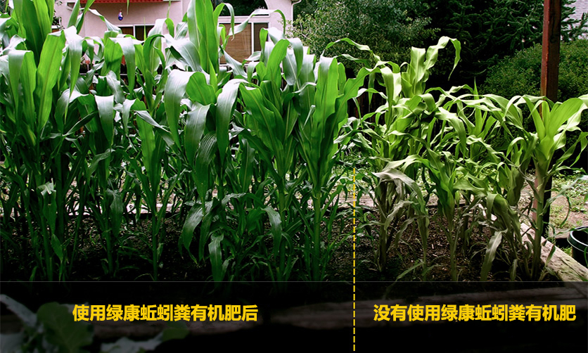 四川成都绿康有机肥_蚯蚓粪