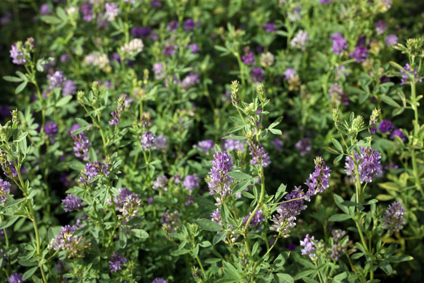 成都市绿康蔬菜有机肥_蔬菜种植技术_蒜类种植的通用技巧