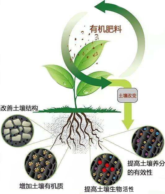 有机肥中的有益微生物超详解