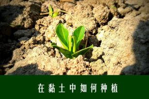 如何高产，黏土改良指南