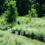 森林生态农场第四年