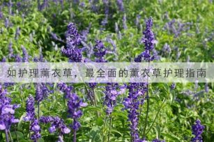 如护理薰衣草，最全面的薰衣草护理指南