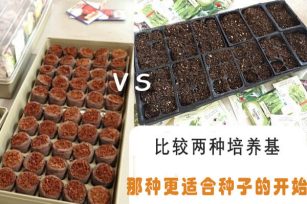 比较两种培养基，哪种更适合种子的开始