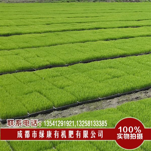 成都育苗基质_成都栽培基质_成都烟叶育苗基质_成都营养基质育苗_成都基质育苗_成都蔬菜基质育苗_成都育苗基质批发_基质肥料_基质育苗厂家