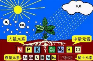 有机肥的好处这几点可能被忽视了