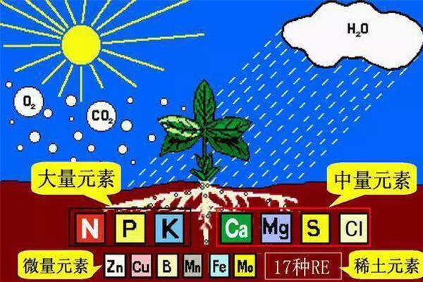 有机肥的好处这几点可能被忽视了