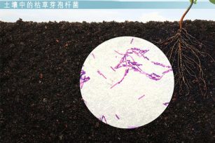 土壤中氮磷钾、有机质、微生物的作用是什么？