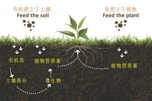 汗水被药水代替，有机肥被化肥代替，谁之过？