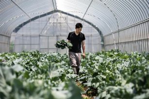 秋天施基肥很重要，如何正确施有机肥！