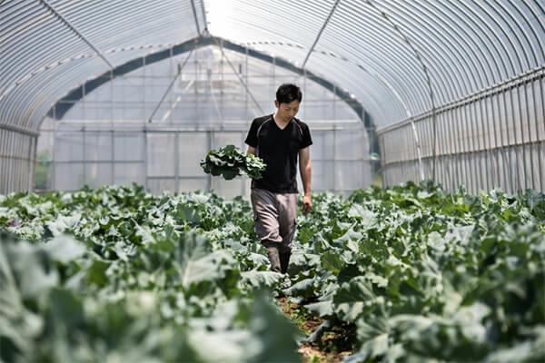秋施肥有机肥