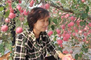 亩产18054斤，优质果高达95%以上，如何实现？
