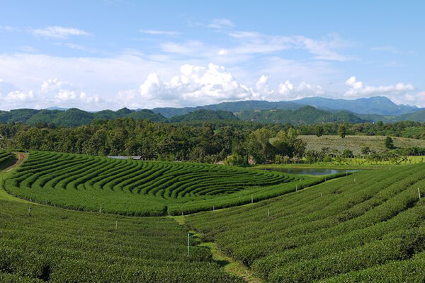 四川有机茶园的土壤管理_有机肥施肥