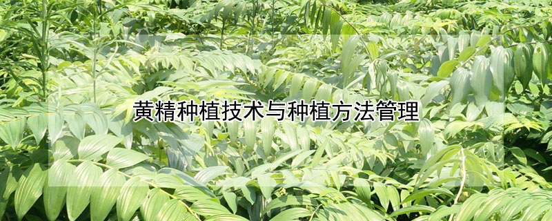 黄精种植与施肥技术