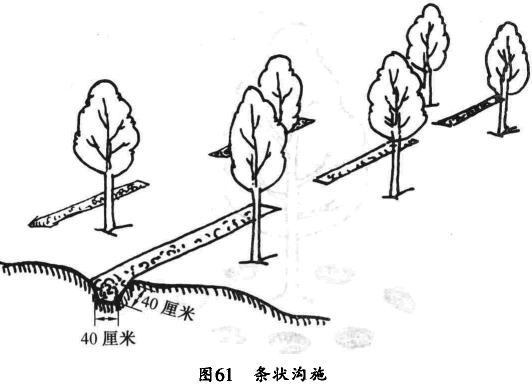 有机肥施肥方式_有机肥条状沟施肥