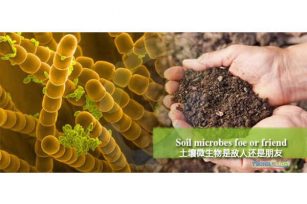 土壤微生物的敌人还是朋友？