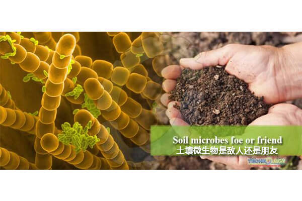 微生物菌肥_生物菌剂_微生物肥料