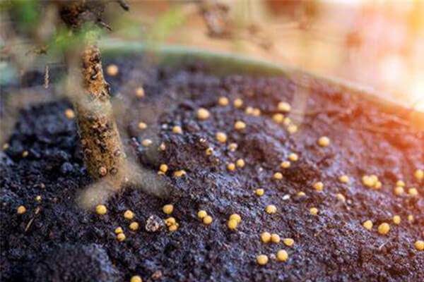 微生物菌肥_生物菌剂_微生物肥料