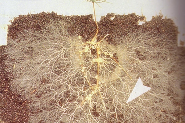 微生物菌肥_生物菌剂_微生物肥料