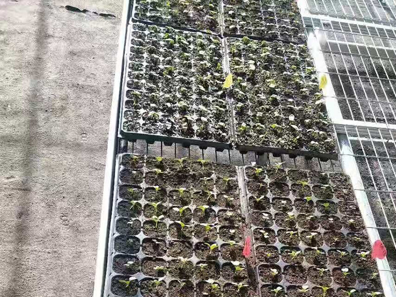 育苗基质